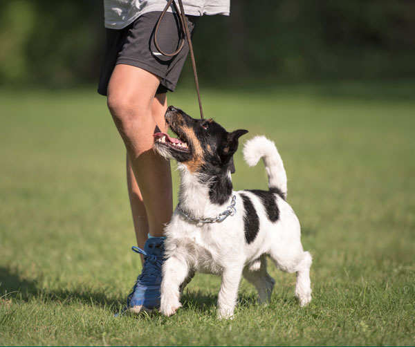 Dog obedience Training