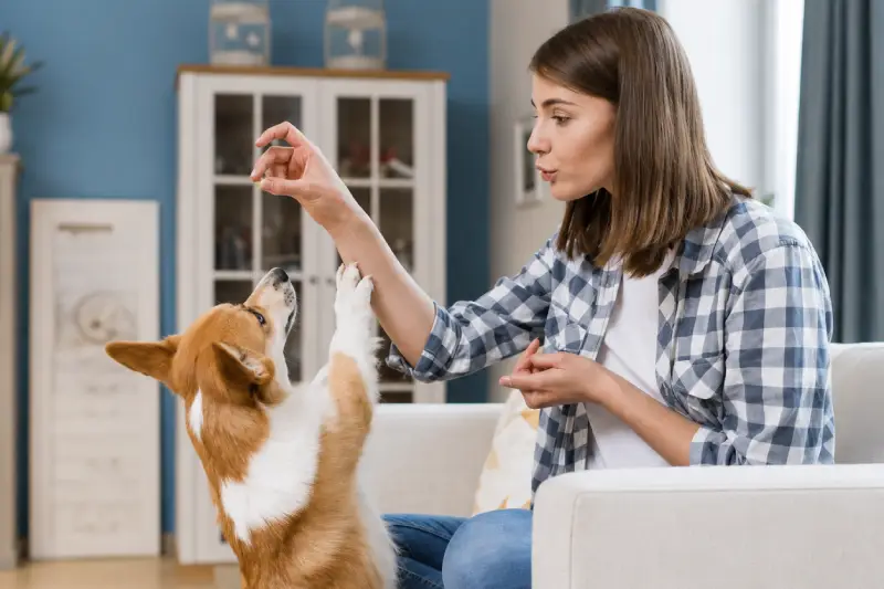 From Challenges to Champions: Advanced Dog Obedience and Behavior Modification in Columbia, Missouri