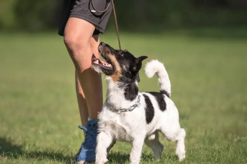 Why Early Dog Training Pays Off for a Lifetime?